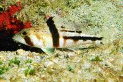Tattler Bass