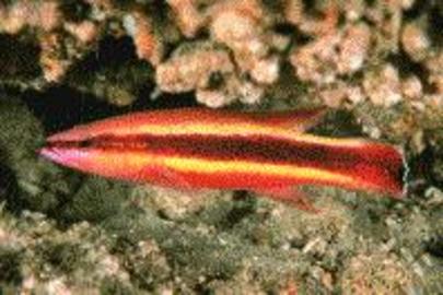 Wrasse Bass