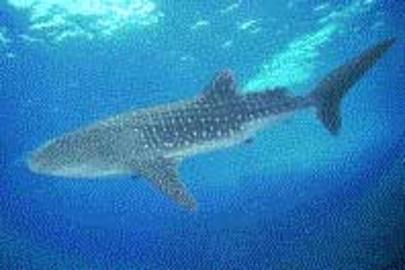 Whale Shark