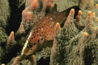 Spotted Soapfish