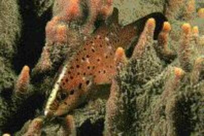 Spotted Soapfish