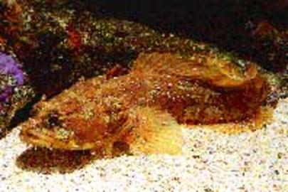 Gulf Toadfish