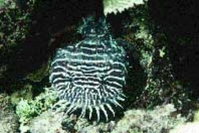 Whitelined Toadfish