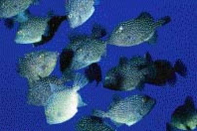 Rough Triggerfish