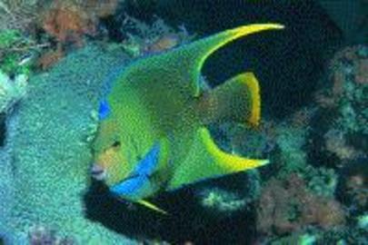 Townsend Angelfish