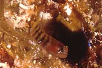 Semiscaled Goby (aka Wall Goby)