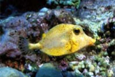 Smooth Trunkfish (Golden)
