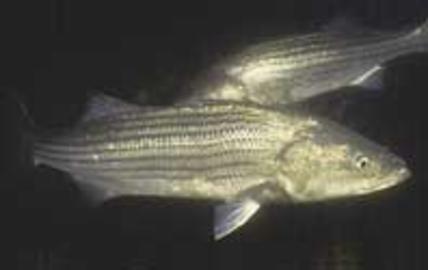 Striped Bass
