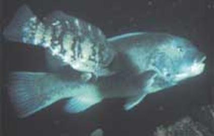 Tautog