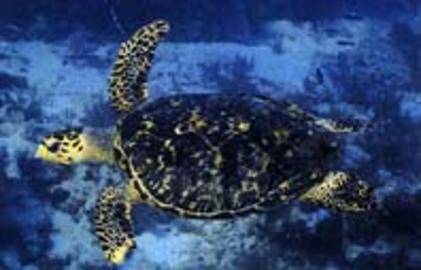 Hawksbill Sea Turtle