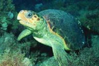 Loggerhead Sea Turtle