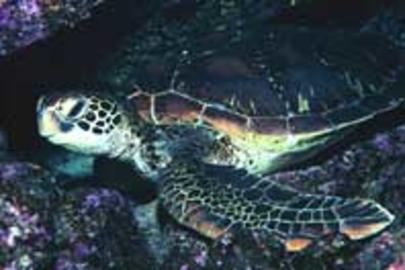 Green Sea Turtle