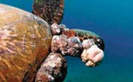 Green Sea Turtle w/ FP