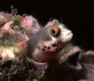 Spotjaw Blenny