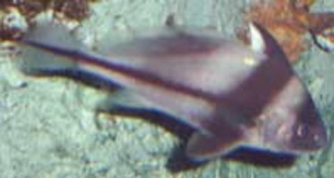 Blackbar Drum