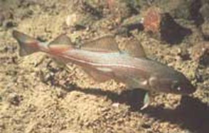 Atlantic Cod