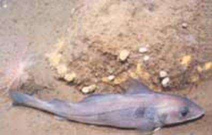 Haddock