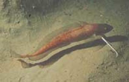 Red Hake