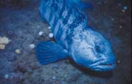 Atlantic Wolffish