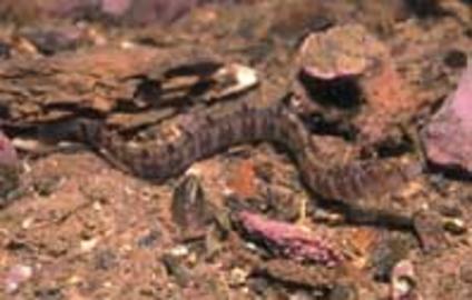 Banded Gunnel