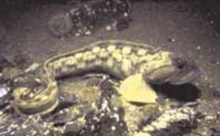 Ocean Pout
