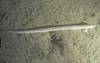 Snakeblenny