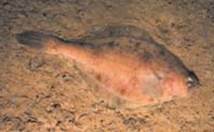 American Plaice