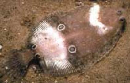 Four Spot Flounder
