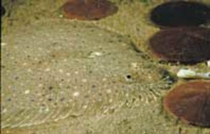 Windowpane Flounder