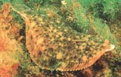 Winter Flounder