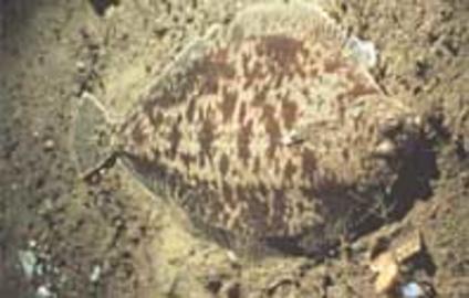 Witch Flounder
