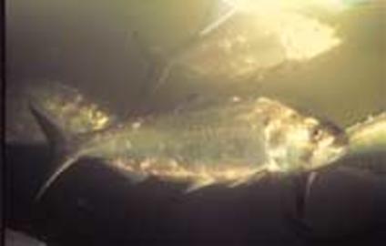 American Shad