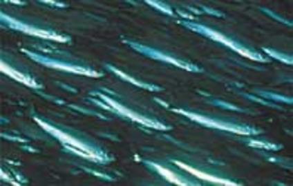 Atlantic Herring