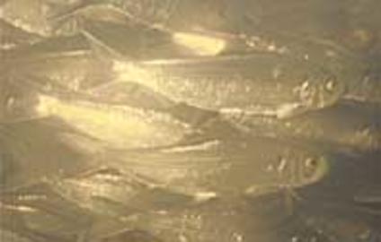 Blueback Herring