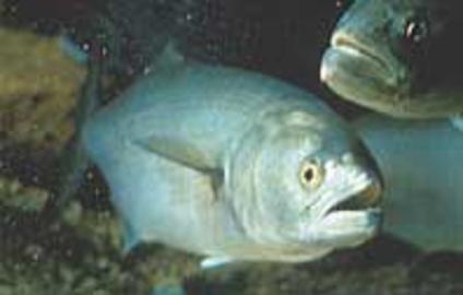 Bluefish