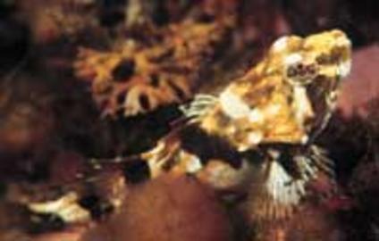 Grubby Sculpin