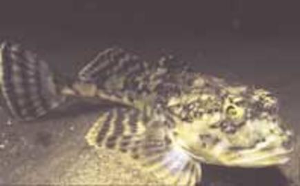 Longhorn Sculpin