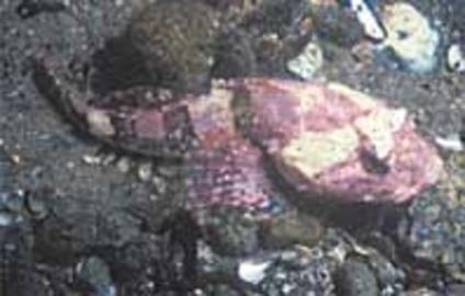 Shorthorn Sculpin