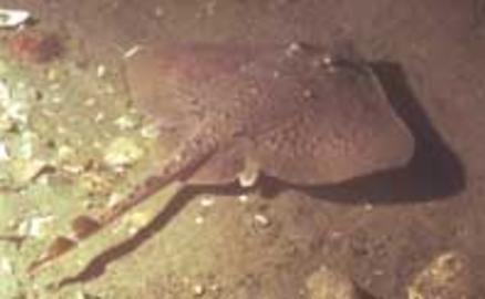 Thorny Skate