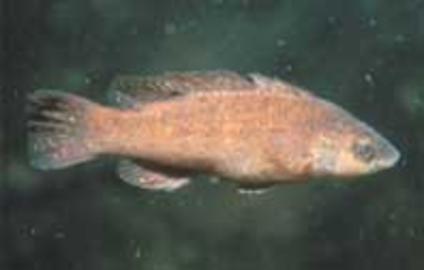 Cunner