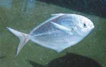 Butterfish