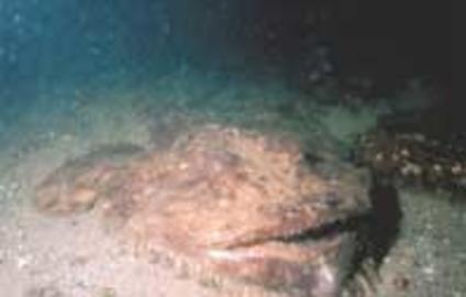 Goosefish