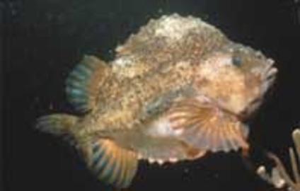 Lumpfish