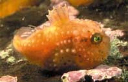 Atlantic Spiny Lumpsucker