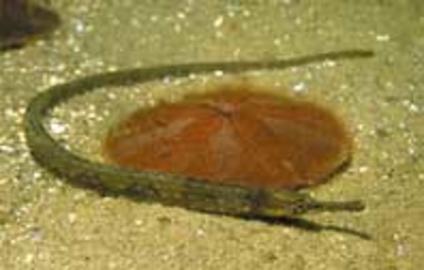 Northern Pipefish