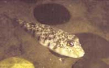 Northern Puffer
