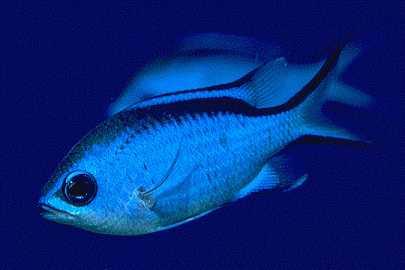 Blue Chromis Blue Chromis
