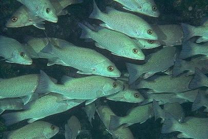 Gray Snapper