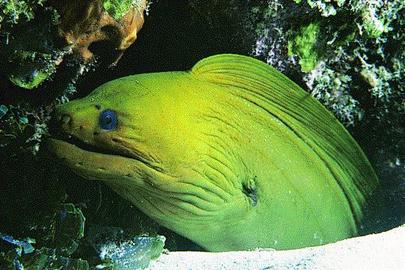 Green Moray