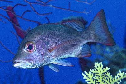 Mahogany Snapper